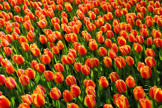 616768 (a): :3390x2260